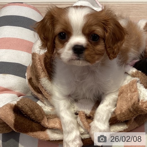 キャバリア・キングチャールズ・スパニエルの写真