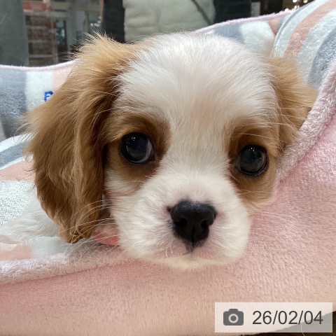キャバリア・キングチャールズ・スパニエルの写真