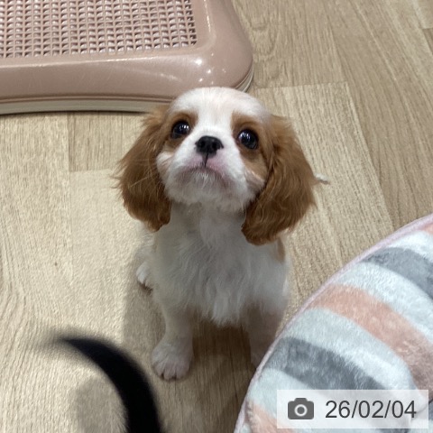 キャバリア・キングチャールズ・スパニエルの写真