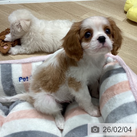 キャバリア・キングチャールズ・スパニエルの写真