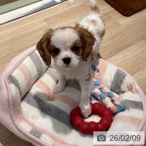 東京都のキャバリアキングチャールズスパニエル (ペットプラス 東久留米店/2025年12月3日生まれ/男の子/ブレンハイム)の子犬の3枚目の画像