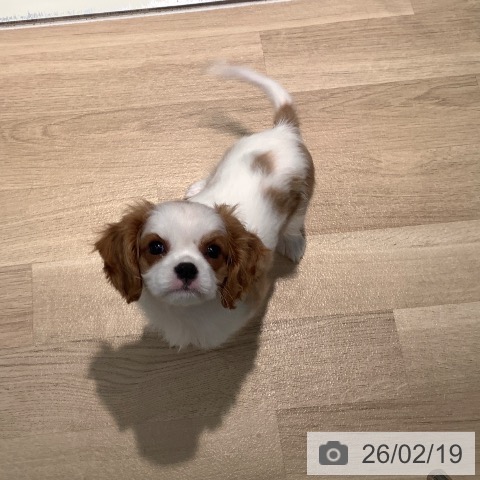 東京都のキャバリアキングチャールズスパニエル (ペットプラス 東久留米店/2025年12月3日生まれ/男の子/ブレンハイム)の子犬の3枚目の画像