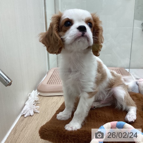 東京都のキャバリアキングチャールズスパニエル (ペットプラス 東久留米店/2025年12月3日生まれ/男の子/ブレンハイム)の子犬の3枚目の画像