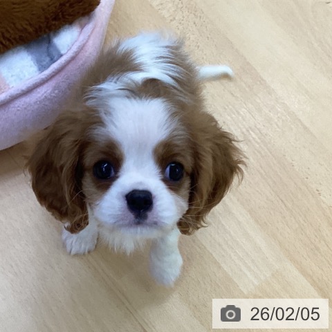 埼玉県のキャバリアキングチャールズスパニエル (ペットプラス 羽生店/2025年12月3日生まれ/男の子/ブレンハイム)の子犬の4枚目の画像