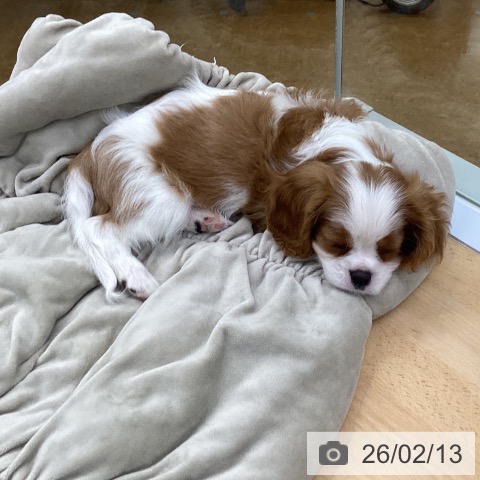 埼玉県のキャバリアキングチャールズスパニエル (ペットプラス 羽生店/2025年12月3日生まれ/男の子/ブレンハイム)の子犬の3枚目の画像