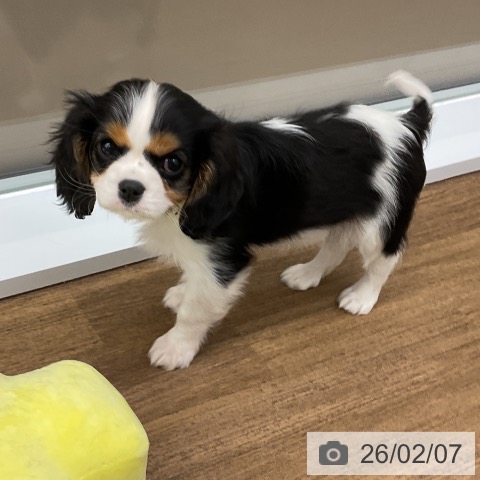 千葉県のキャバリアキングチャールズスパニエル (ペッツワン 千葉ニュータウン店/2025年12月3日生まれ/女の子/トライカラー)の子犬の4枚目の画像