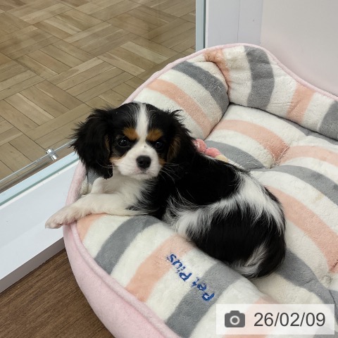 千葉県のキャバリアキングチャールズスパニエル (ペッツワン 千葉ニュータウン店/2025年12月3日生まれ/女の子/トライカラー)の子犬の3枚目の画像