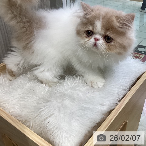 エキゾチックの写真