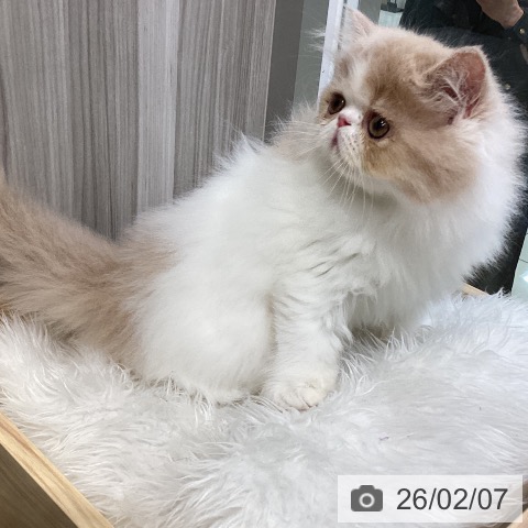 エキゾチックの写真