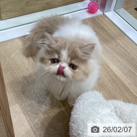 エキゾチックの写真