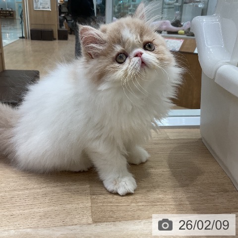 愛知県のエキゾチック (ペットプラス ナゴヤドーム前店/2025年12月1日生まれ/女の子/クリームタビーホワイト)の子猫の4枚目の画像