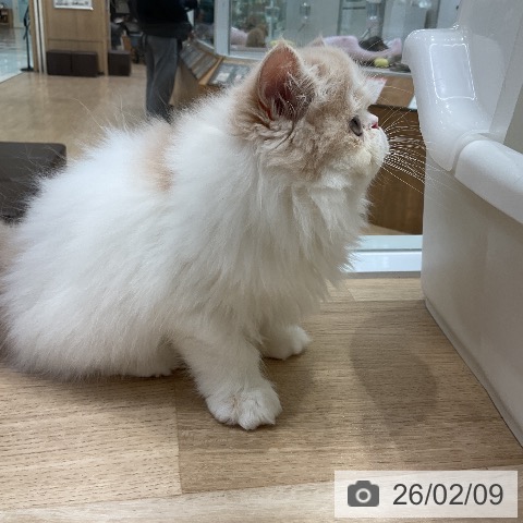 愛知県のエキゾチック (ペットプラス ナゴヤドーム前店/2025年12月1日生まれ/女の子/クリームタビーホワイト)の子猫の3枚目の画像