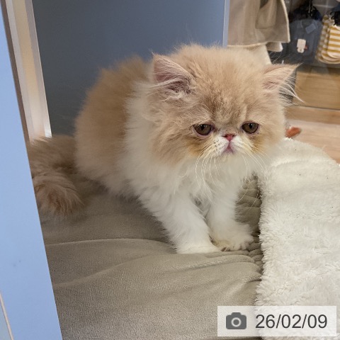 愛知県のエキゾチック (ペットプラス mozoワンダーシティ店/2025年12月1日生まれ/女の子/クリームタビーホワイト)の子猫の4枚目の画像