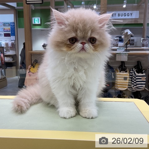 愛知県のエキゾチック (ペットプラス mozoワンダーシティ店/2025年12月1日生まれ/女の子/クリームタビーホワイト)の子猫の3枚目の画像