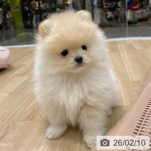 ポメラニアンの写真