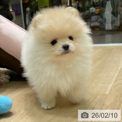 ポメラニアンの写真