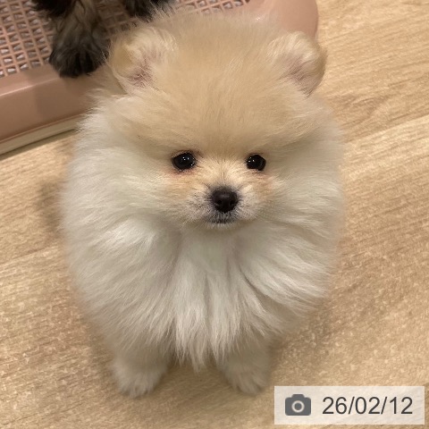 愛知県のポメラニアン (ペットプラス 則武新町店/2025年12月8日生まれ/男の子/クリーム)の子犬の3枚目の画像