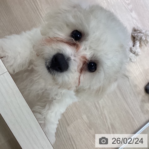 富山県のビションフリーゼ (ペットプラス 高岡店/2025年12月6日生まれ/男の子/ホワイト)の子犬の3枚目の画像