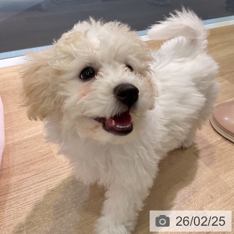 愛知県のビションフリーゼ (ペットプラス 豊橋牧野店/2025年12月6日生まれ/女の子/ホワイト)の子犬の4枚目の画像