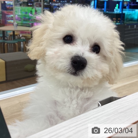 愛知県のビションフリーゼ (ペットプラス 豊橋牧野店/2025年12月6日生まれ/女の子/ホワイト)の子犬の4枚目の画像