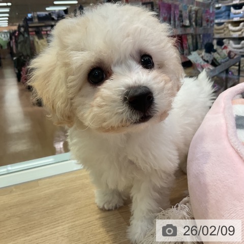 愛知県のビションフリーゼ (ペットプラス 岡崎店/2025年12月6日生まれ/女の子/ホワイト)の子犬の3枚目の画像