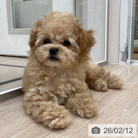 愛知県のトイプードル(トイ) (ペットプラス 豊田店/2025年11月28日生まれ/男の子/アプリコット)の子犬の3枚目の画像