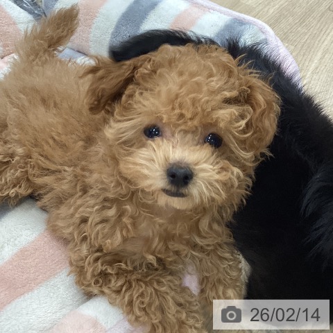 トイ・プードルの写真