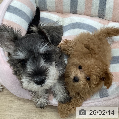 愛知県のトイプードル(トイ) (ペットプラス mozoワンダーシティ店/2025年11月28日生まれ/女の子/アプリコット)の子犬の3枚目の画像