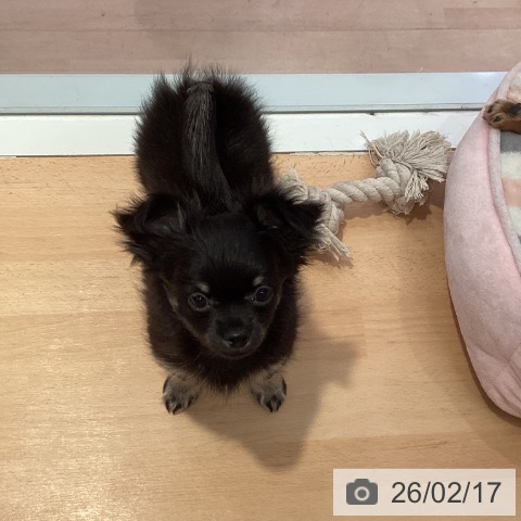 三重県のチワワ(ロング) (ペットプラス 東員店/2025年12月7日生まれ/男の子/ブラックタン)の子犬の3枚目の画像