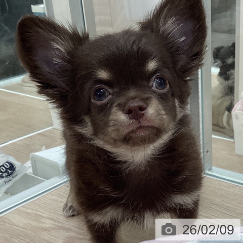 石川県のチワワ(ロング) (ペットプラス 白山店/2025年12月7日生まれ/男の子/チョコレートタン)の子犬の4枚目の画像