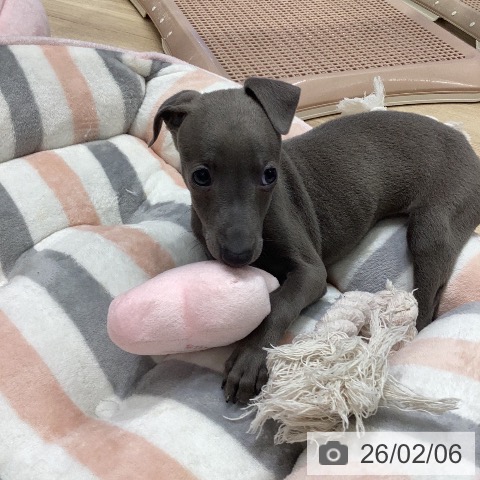 イタリアン・グレーハウンドの写真