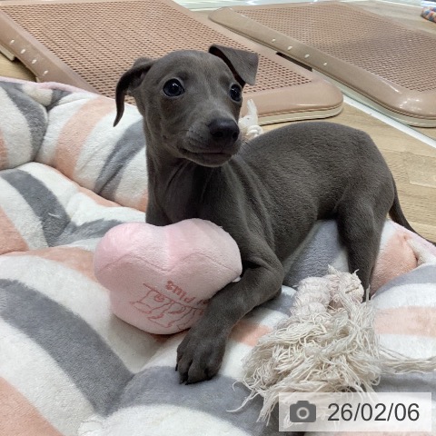 イタリアン・グレーハウンドの写真