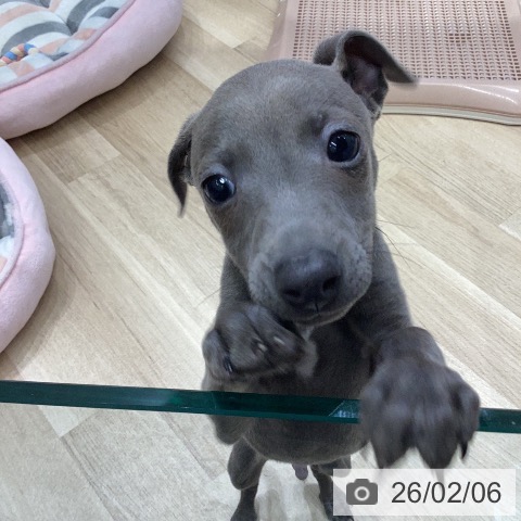 イタリアン・グレーハウンドの写真