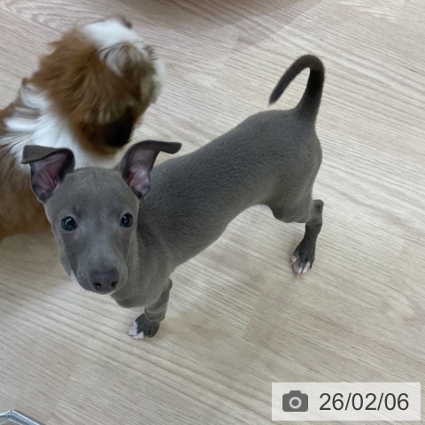 イタリアン・グレーハウンドの写真