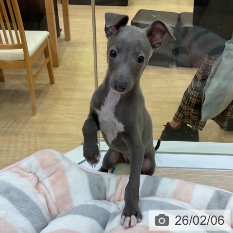 イタリアン・グレーハウンドの写真