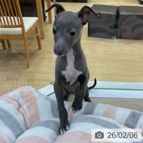 イタリアン・グレーハウンドの写真
