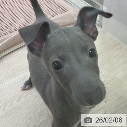 イタリアン・グレーハウンドの写真