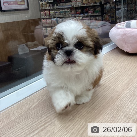 シー・ズーの写真