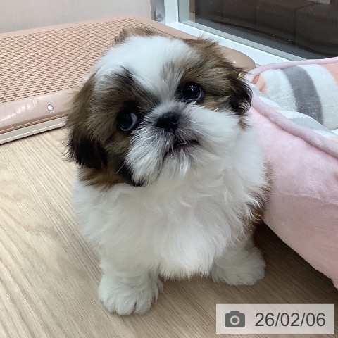 シー・ズーの写真