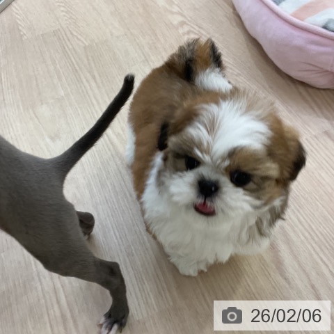 シー・ズーの写真