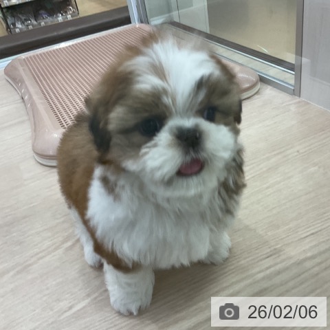 シー・ズーの写真