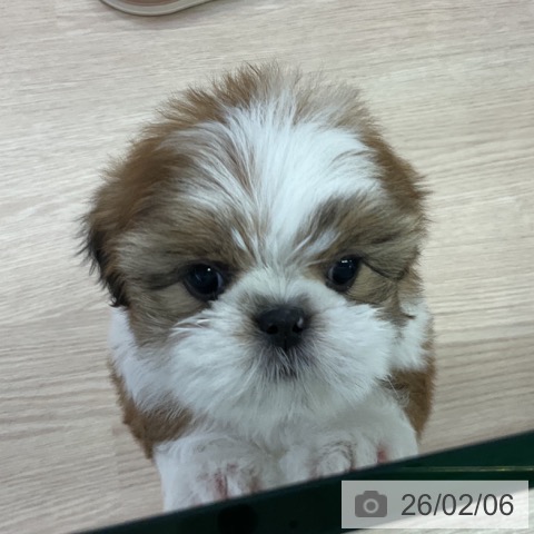 シー・ズーの写真