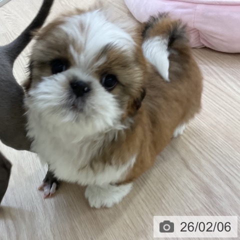 シー・ズーの写真