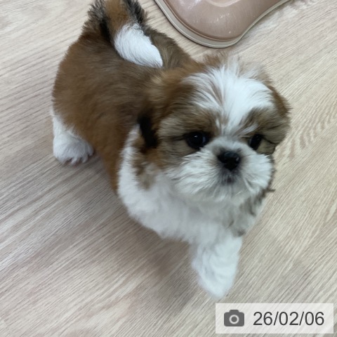 シー・ズーの写真