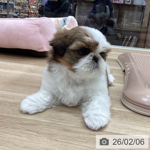 シー・ズーの写真