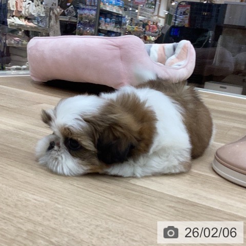 シー・ズーの写真