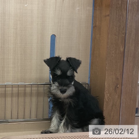 三重県のミニチュアシュナウザー (ペッツワン 桑名店/2025年11月27日生まれ/男の子/ブラックシルバー)の子犬の4枚目の画像