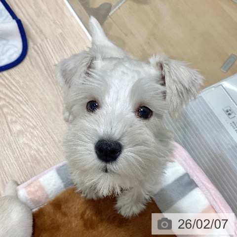 ミニチュア・シュナウザーの写真