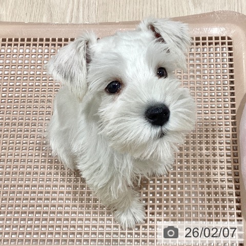 ミニチュア・シュナウザーの写真