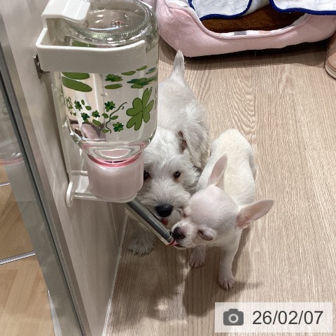 ミニチュア・シュナウザーの写真